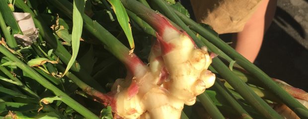 fresh ginger root attached to green stem and leaves
