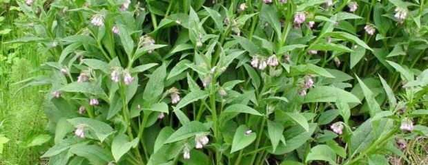 comfrey bruises naturopath Australia