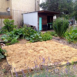 Regenerating the soil with a permaculture (no dig) garden 