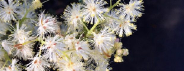 winter solstice naturopath Sydney Gill Stannard