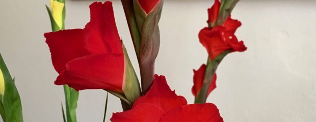 Gill Stannard naturopath Sydney Melbourne