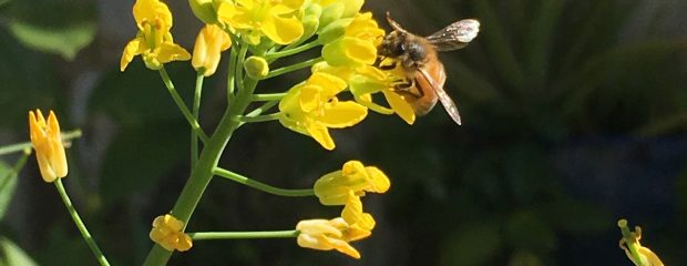 prevent hay fever hayfever treatment naturopath