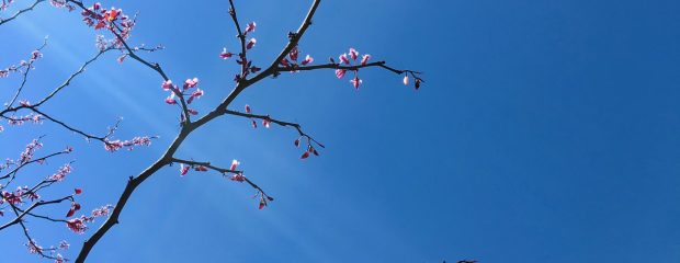 spring hay fever allergies Australia