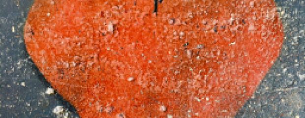 YES LGBTI mental health naturopath Sydney