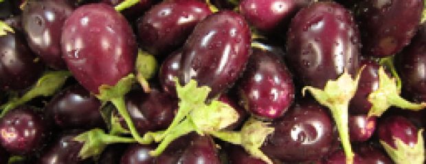 eggplant in season March Sydney