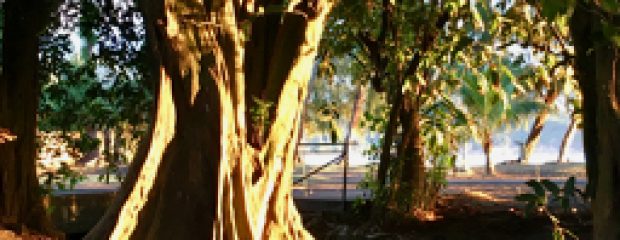 Vitamin D magnesium absorption