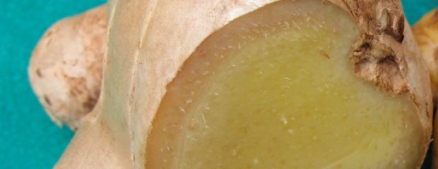 ginger naturopath australia