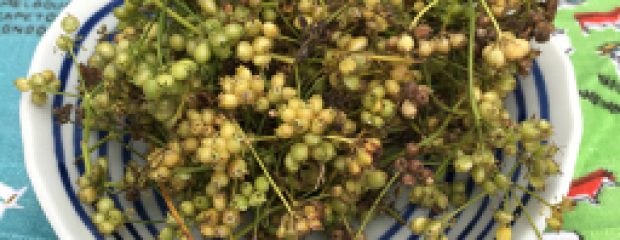 fresh coriander seeds Sydney
