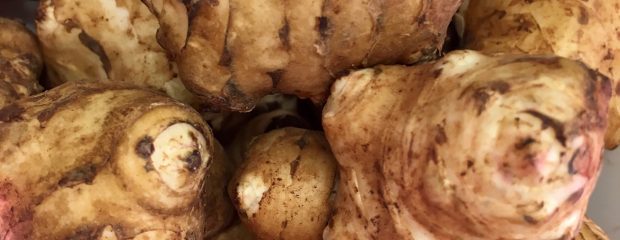 Jerusalem artichokes