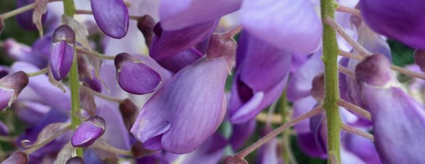 spring australia naturopath health