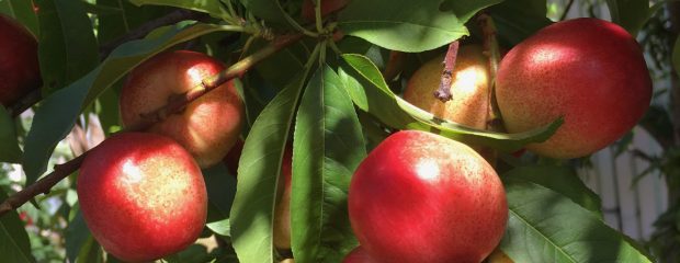 Red nectarines on tree copyright gill stannard naturopath
