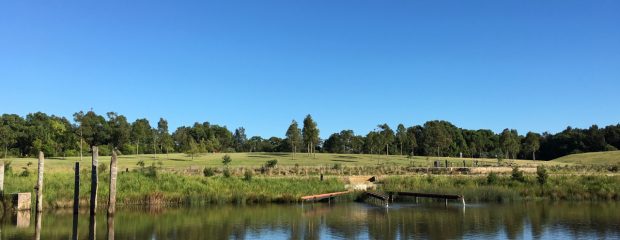 sydey park morning walk naturopath gill stannard camperdown