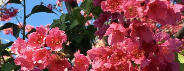 multiple pink flowers on a tree with green leaves against a blue background