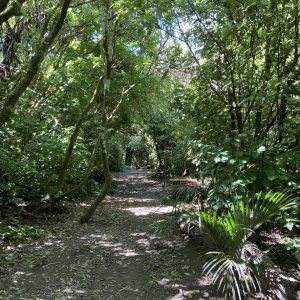 green tunnel of trees in New Zealand bush