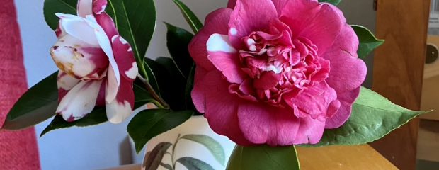 pink and white camelia in a antique milk jug
