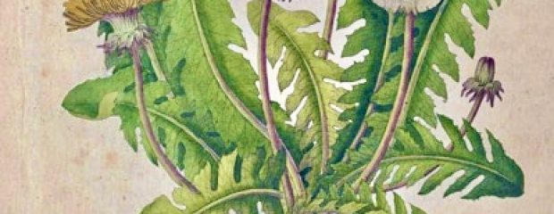 old botanical drawing of dandelion flower serated leaves and root