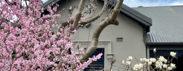 Tree with pink cherry blossoms on left smaller white magnolia tree on right in front of a grey federation style house in Inner West Sydney