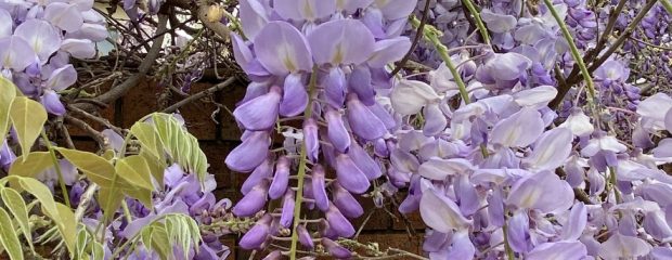 purple wisteria flowers