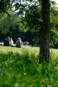 green grass and tree trunk with group of people picnicking slightly of focus in background
