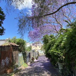 urban laneway covered in purple flowers, a jacaranda tree arches over lane against a blue sky