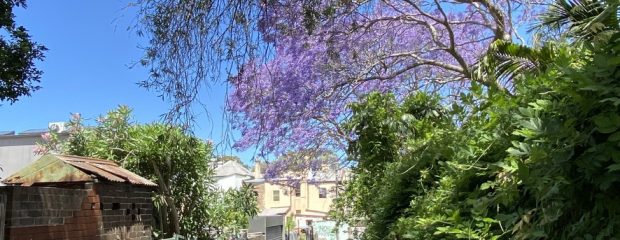 urban laneway covered in purple flowers, a jacaranda tree arches over lane against a blue sky