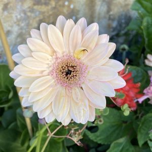 white daisy-like flower with pink centre