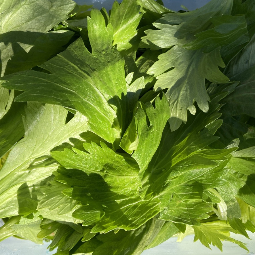 Gill Stannard » Recipe celery leaf pesto, gremolata or dip