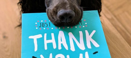 a black lab dog hods and teal coloured card with the words thank you written in white text